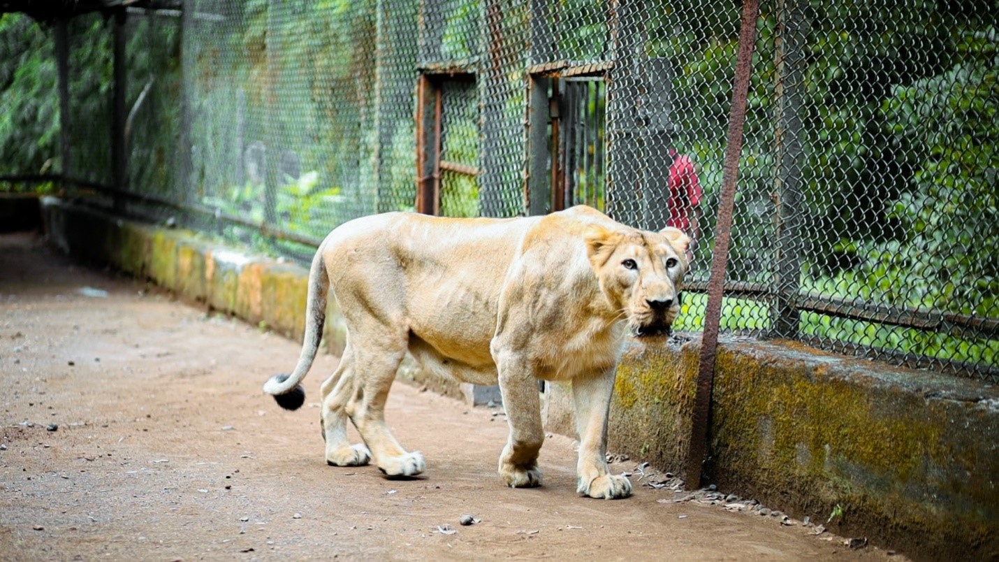 Vasona Lion Safari